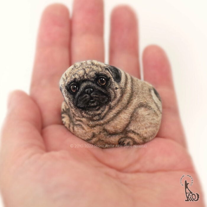 Pug