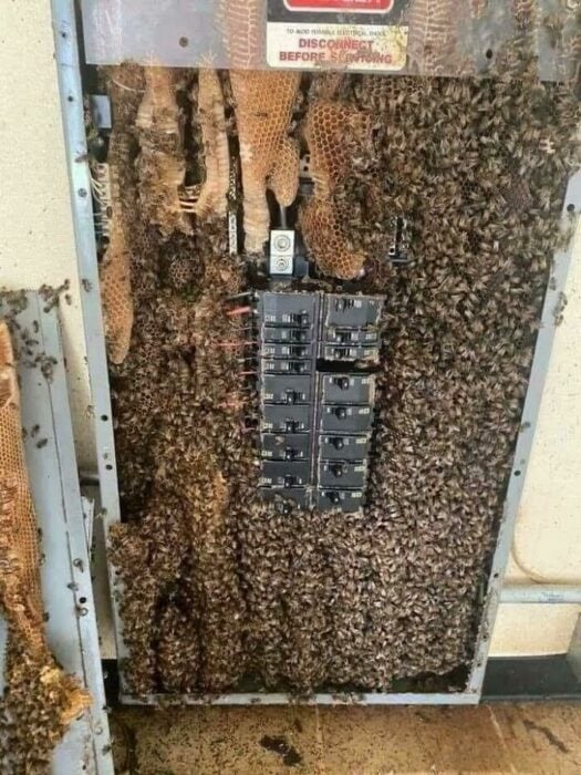 servidor con Honeypot