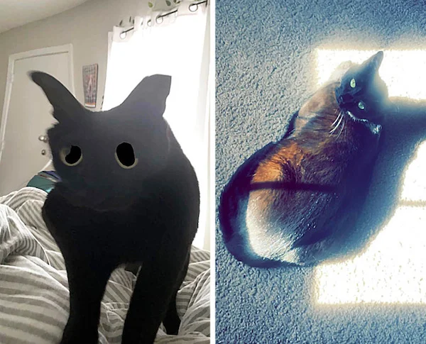 fotos del mismo gato