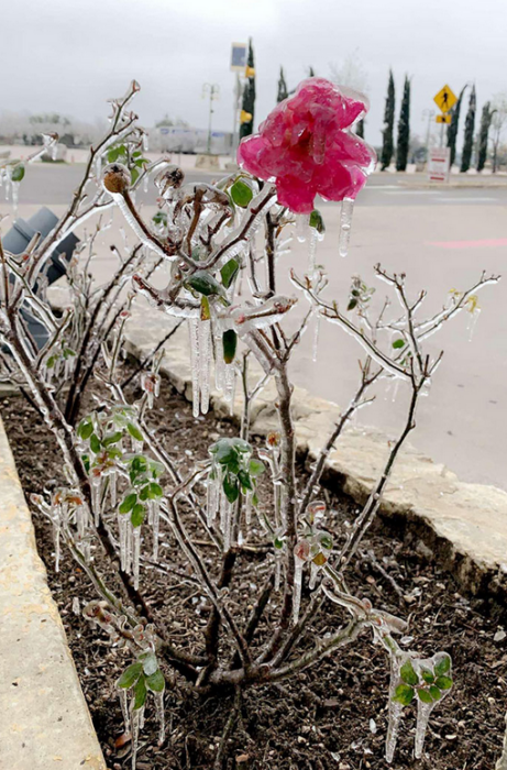 Flor congelada