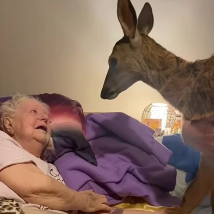 Abuelita conoció a Bambi