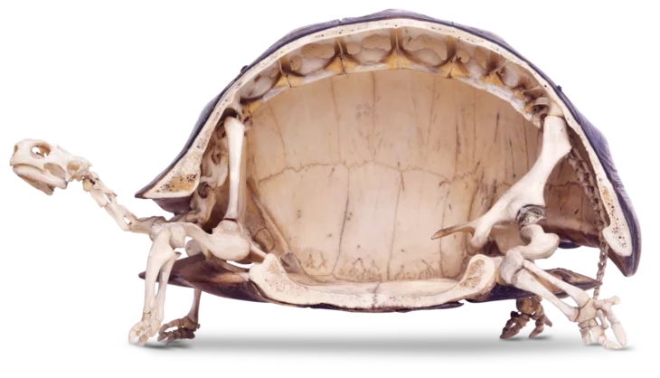 Esqueleto de una tortuga de tierra