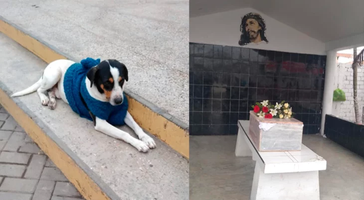 Manchas el perro de Lurín