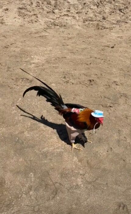 gallo en la playa vistiendo un sombrero y un pequeño pantaloncito