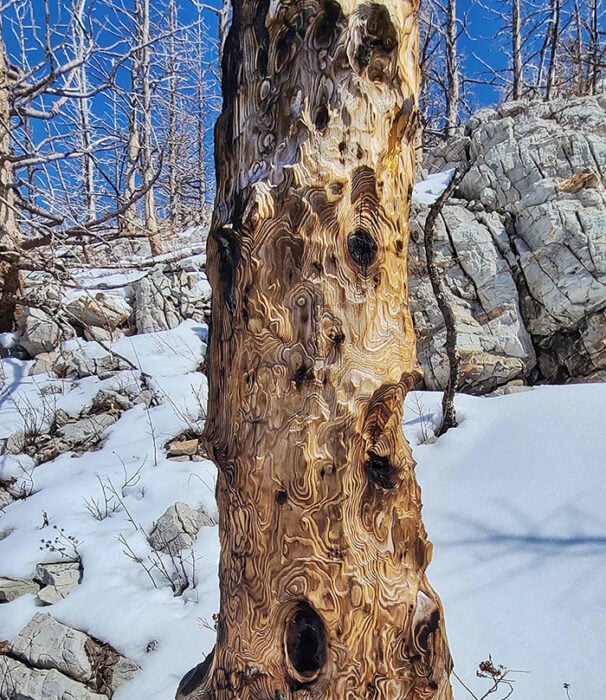 árbol con patrón incendio forestal