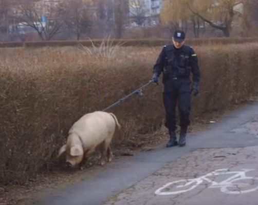 Cerdo policía