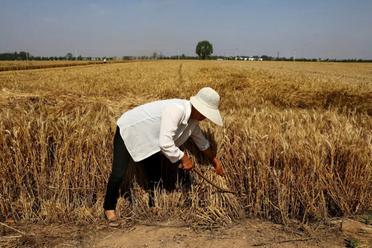 Afectación al campo