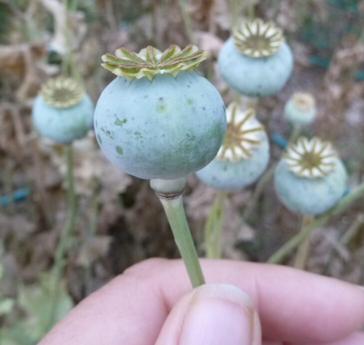 Bulbo de amapola