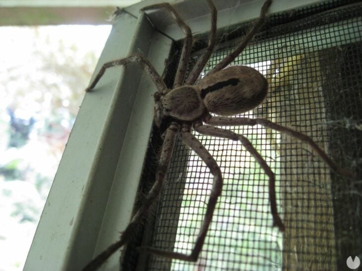 Araña cazadora