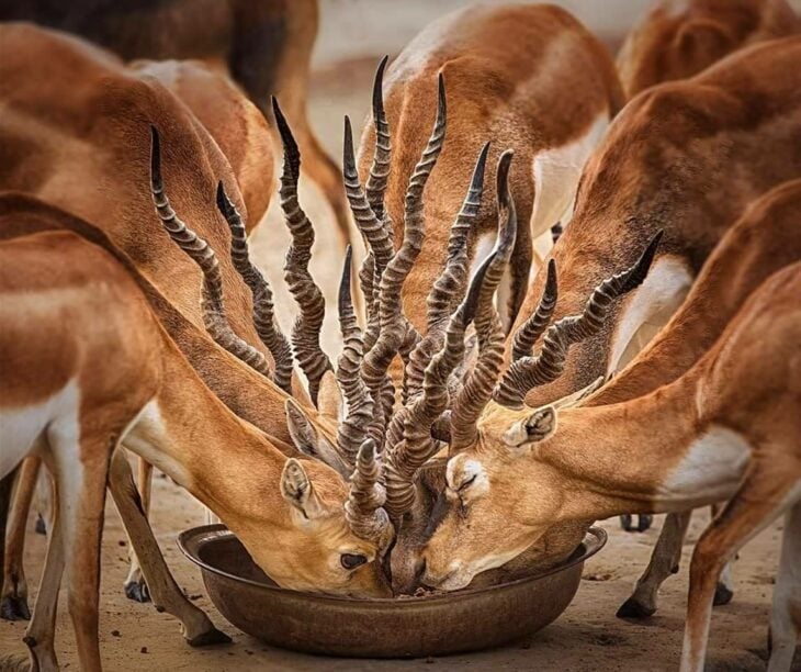 Antilopes comiendo de un bowl