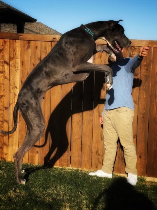 Zeus Un perro grande saltando sobre sus patas traseras.