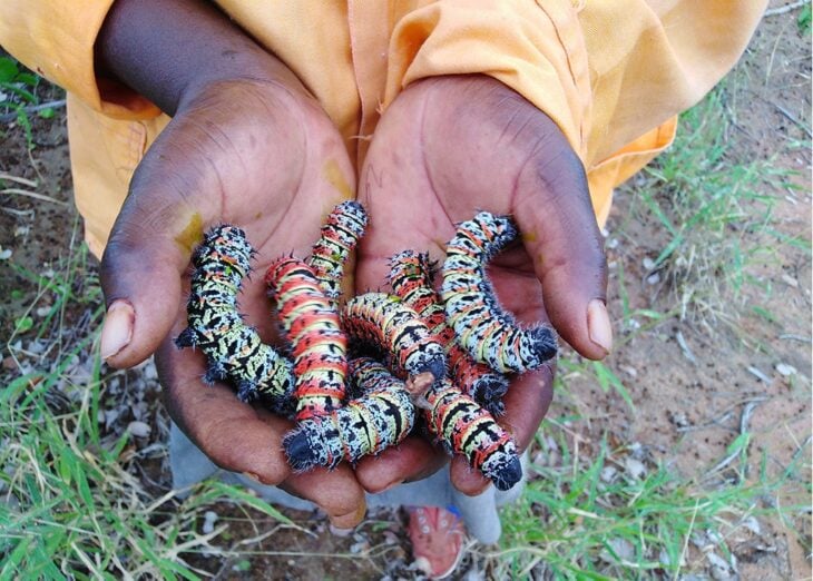 Lombrices de mopane