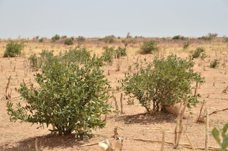 árbol mukheit