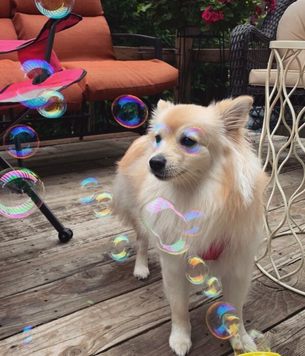 Profesor Burbujas