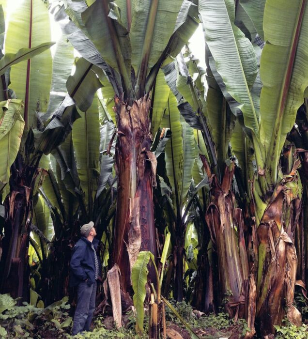 Ensete