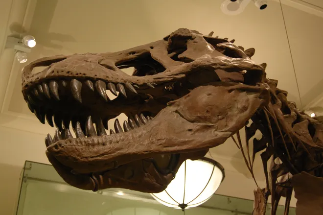 Cráneo de DInosaurio