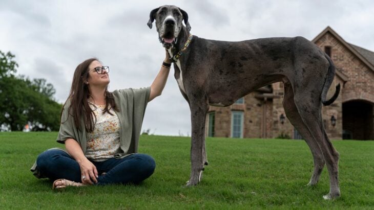 https  cdn.cnn .com cnnnext dam assets 220506084020 02 worlds tallest dog guinness 1 730x411 Así se ve el Gran Danés más grande del mundo con un Récord Guinness