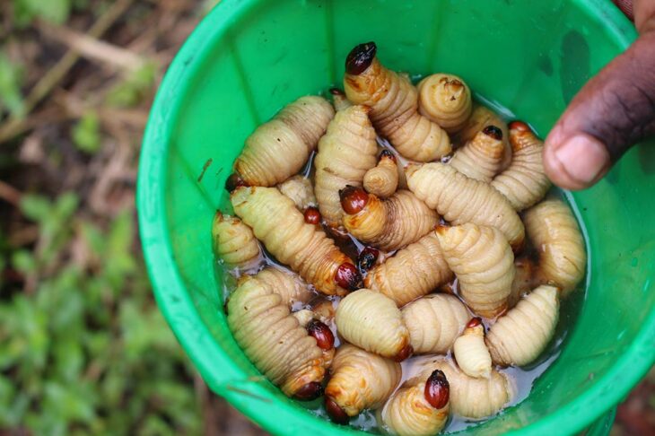 pupas gorgojos picudos rojos