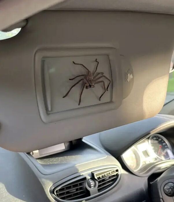 Araña en el coche