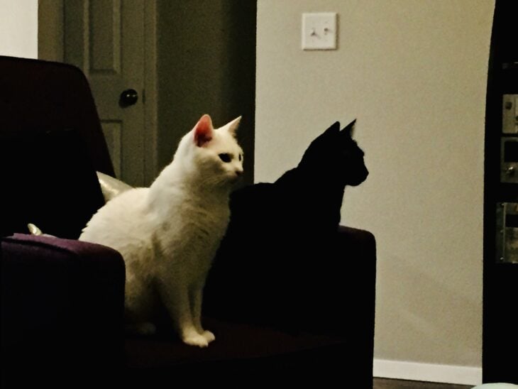 Gato blanco gato negro sombra