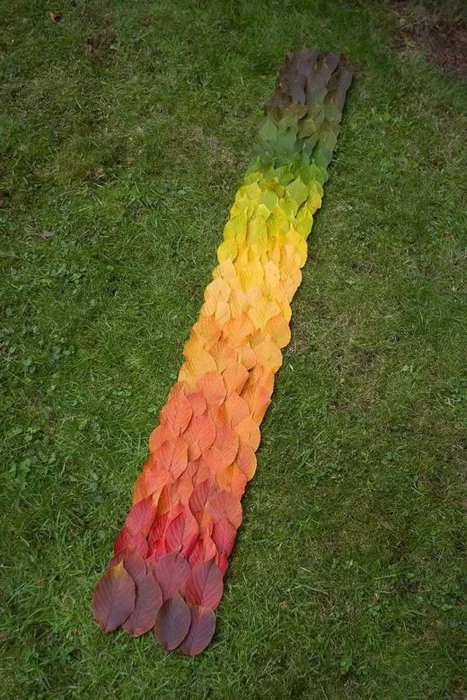 cuatro estaciones de hojas en una foto