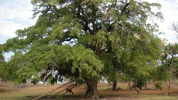 Árbol de tamarindo