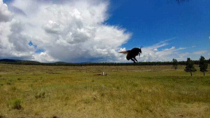 El ataque de las abejas gigantes