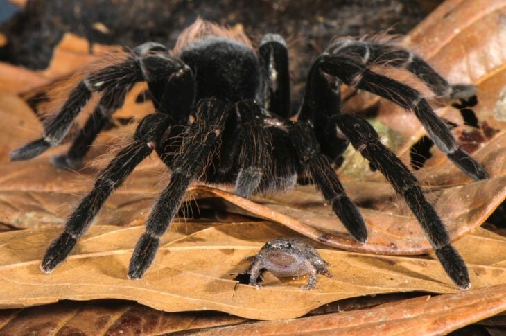 Una tarántula y su rana