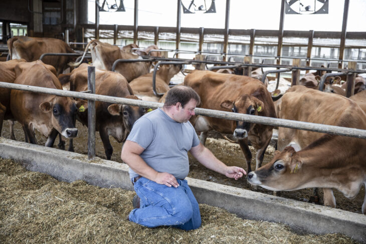 Vacas y granjeros