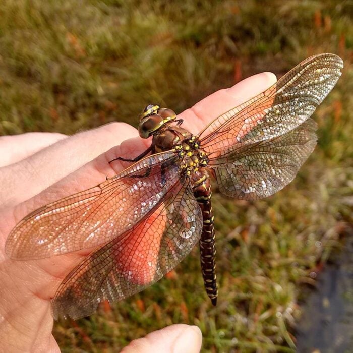 Libélula common hawker