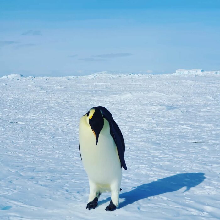 La marcha fatal de los pingüinos