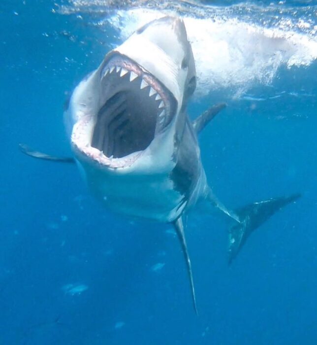 Tiburón blanco abriendo sus fauces