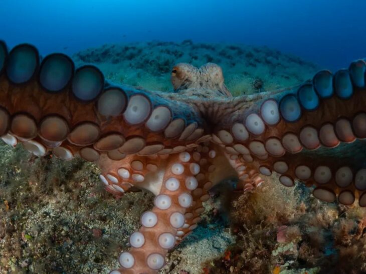 Foto bajo el agua de un pulpo extendiendo sus tentáculos