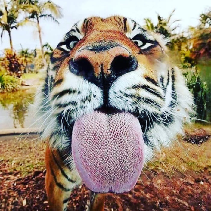 Las lenguas de los tigres