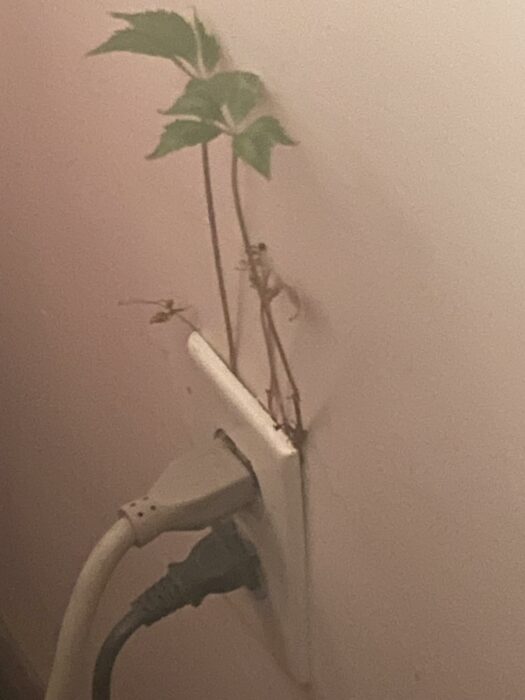 Planta eléctrica