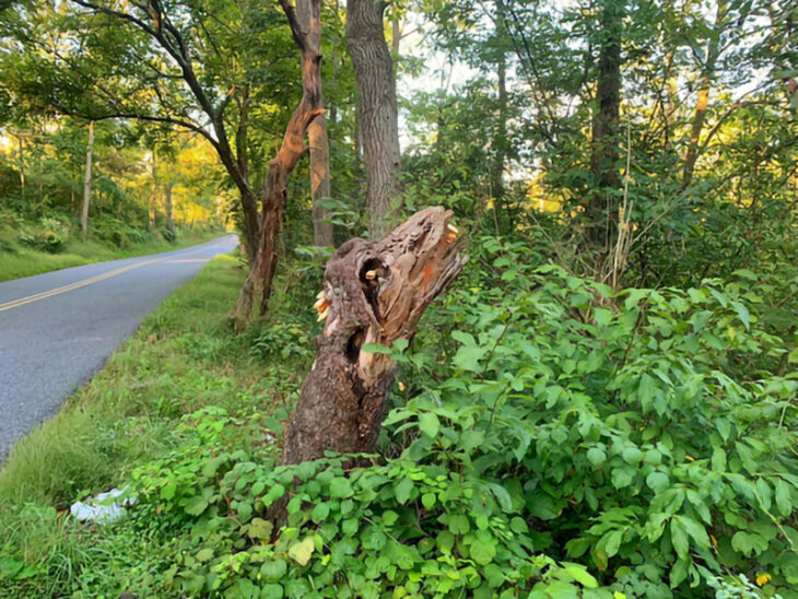 Dragón del bosque