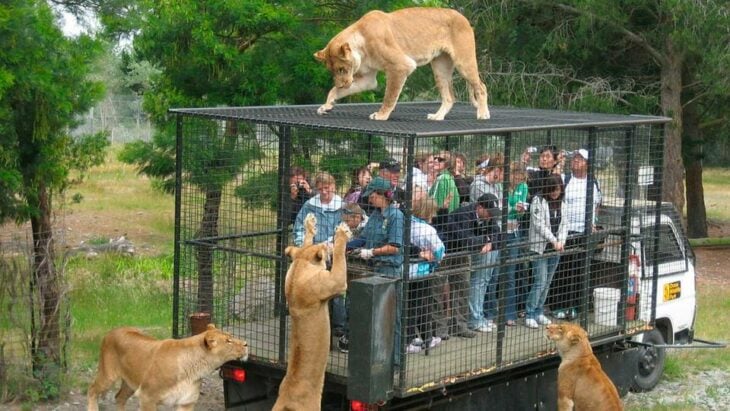 Zoológico al revés