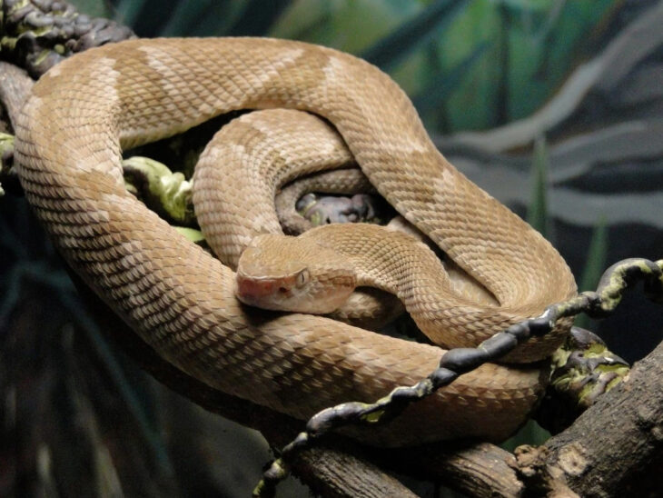 Serpiente cabeza de lanza dorada