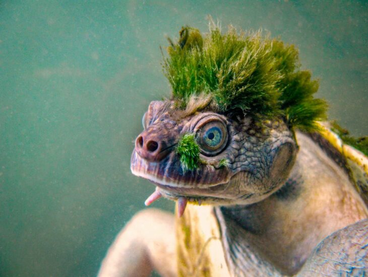 Tortuga punk