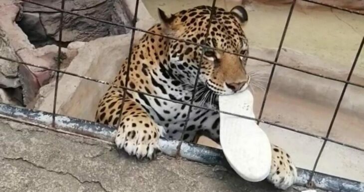 Jaguar con el zapato
