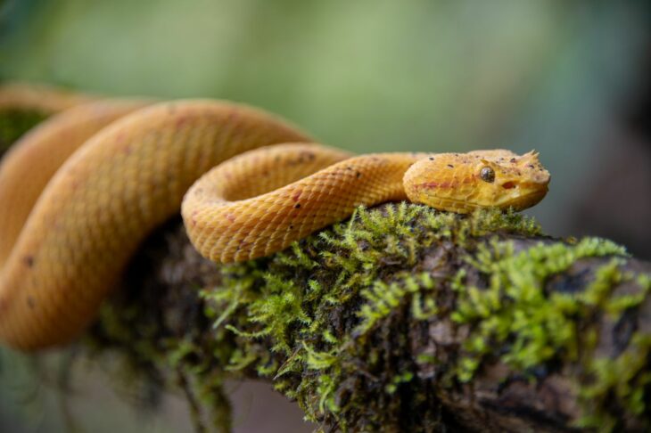 Serpiente venenosa