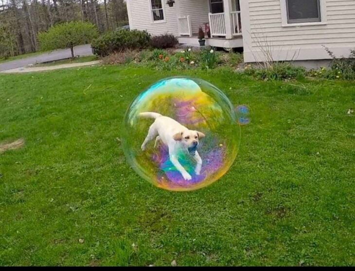 Capturado en una burbuja