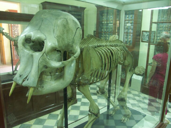 Mamut cíclope