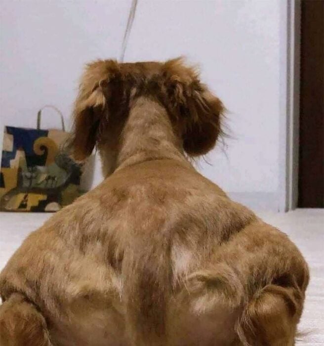 Perro con buena espalda