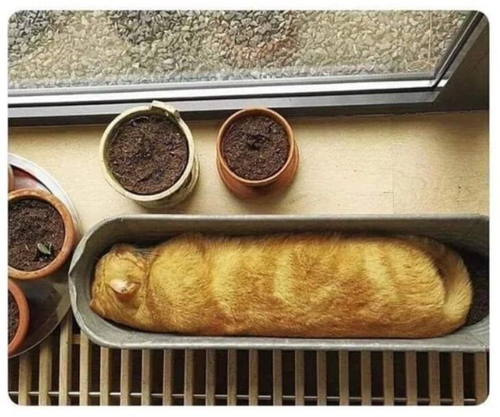 Pan de gato
