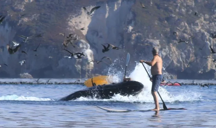 Ballena fuera del agua