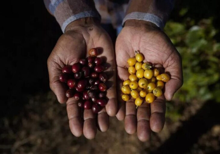 Granos de café