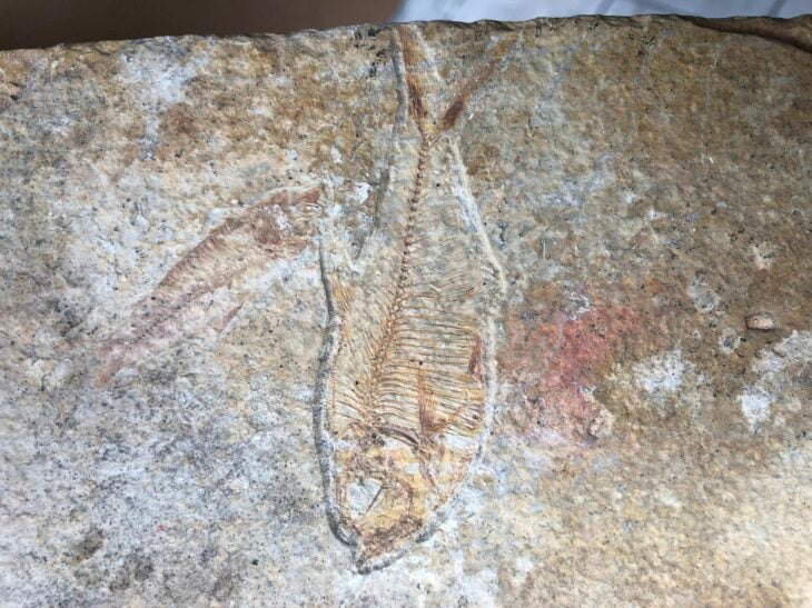 Fósil de peces bajo la cocina