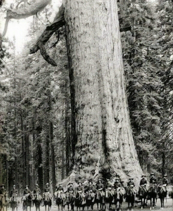 Caballería frente árbol gigante