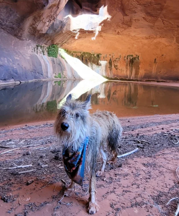 Perro en cueva canina